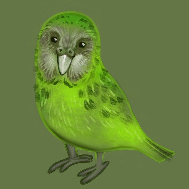 pták kakapo