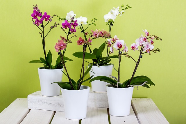 orchideje v květináčích